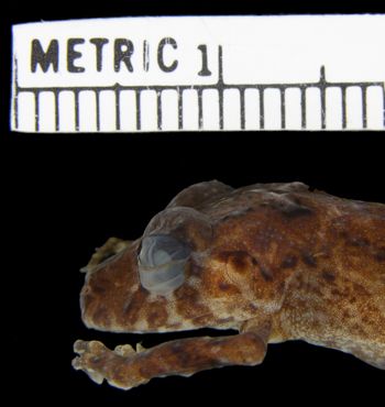 Media type: image; Herpetology A-94465